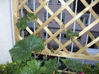 SDC11382.webp