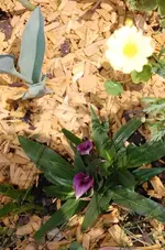 calla1.webp