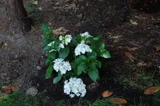 hortensie.webp