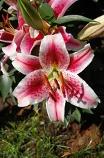 Lilie.webp