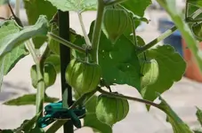 physalis.webp