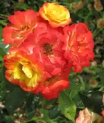 Zwischenablage12.webp