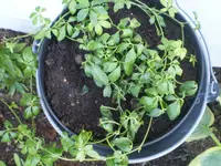 jiaogulan16062011.webp