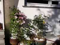Vorgartenimpressionen 001.webp