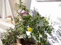 Vorgartenimpressionen 002.webp
