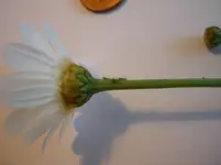 Blattläuse.webp