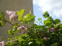 DSCN0795.webp