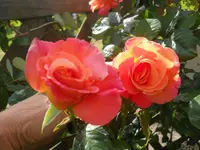 DSCN0803.webp