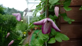 K800_Clematis.webp