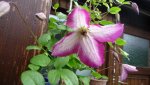 K800_Clematis2.JPG