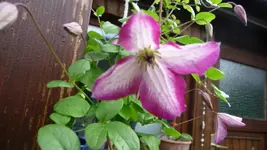 K800_Clematis2.webp