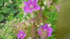 K800_Clemi2.webp