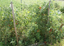 DSC00634_klein.webp