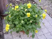 Garten_023_400_300.webp