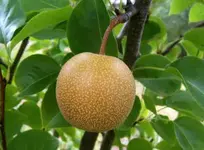 300px-Nashi_pear.webp