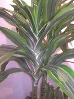 Bild008.webp