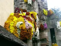 Chrysanthema-2008 066.webp