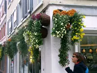 Chrysanthema-2008 033.webp