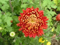 Neue braune Winteraaster 1.webp