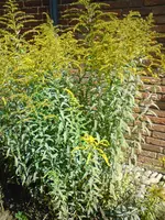 DSC01030.webp