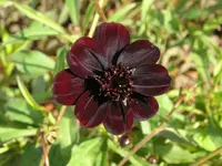 Schokoladenblume.webp