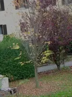 baum.webp