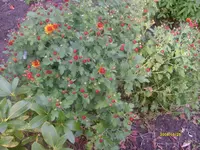 jjj.webp