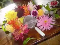 Haarsieb per 26.10.08 003.webp