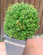 buchs.webp