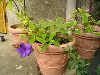 P1017051.webp