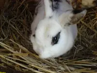 Nele Oct 08.webp