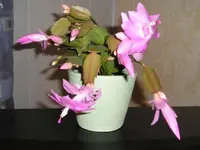 Rosa Kaktus 1.webp