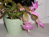 Rosa Kaktus 2.webp