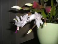 Weißer Kaktus 2.webp