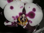 Orchidee 1.jpg