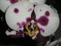 Orchidee 1.webp
