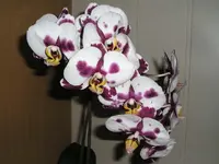 Orchidee 2.webp