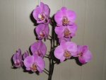 Orchidee 3.jpg
