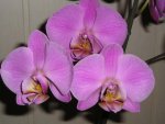 Orchidee 4.jpg