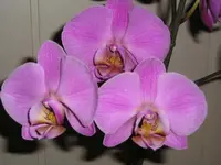 Orchidee 4.webp