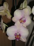 Orchidee 5.jpg