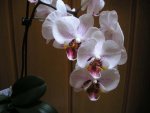 Orchidee 8.jpg