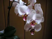 Orchidee 8.webp