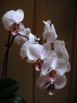 Orchidee 9.jpg