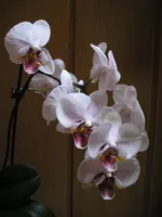 Orchidee 9.webp