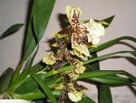 Orchidee 10.jpg