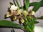 Orchidee 11.jpg