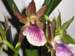 Orchidee 12.jpg