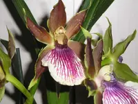 Orchidee 12.webp