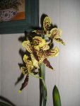 Orchidee 13.jpg
